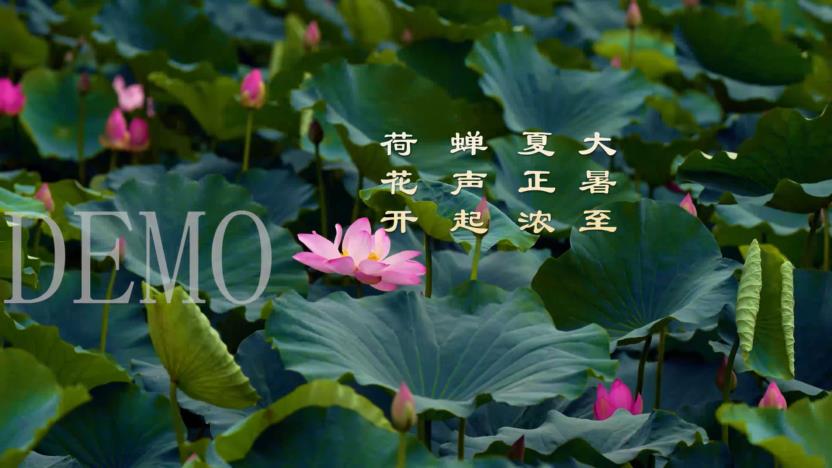 荷花剪辑